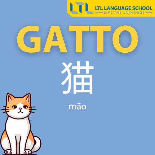 gatto in cinese